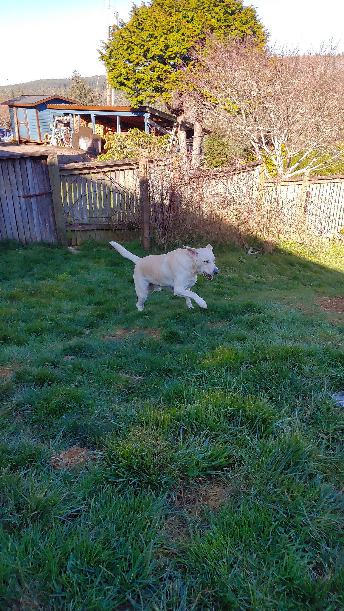 Rubel joined the competition — help win amazing prizes! backyard, canidae, carnivore, dog, dog_breed, fawn, fence, garden, grass, home, labrador_retriever, lawn, non_sporting_group, plant, pointer, retriever, sporting_group, tail, tree, yard