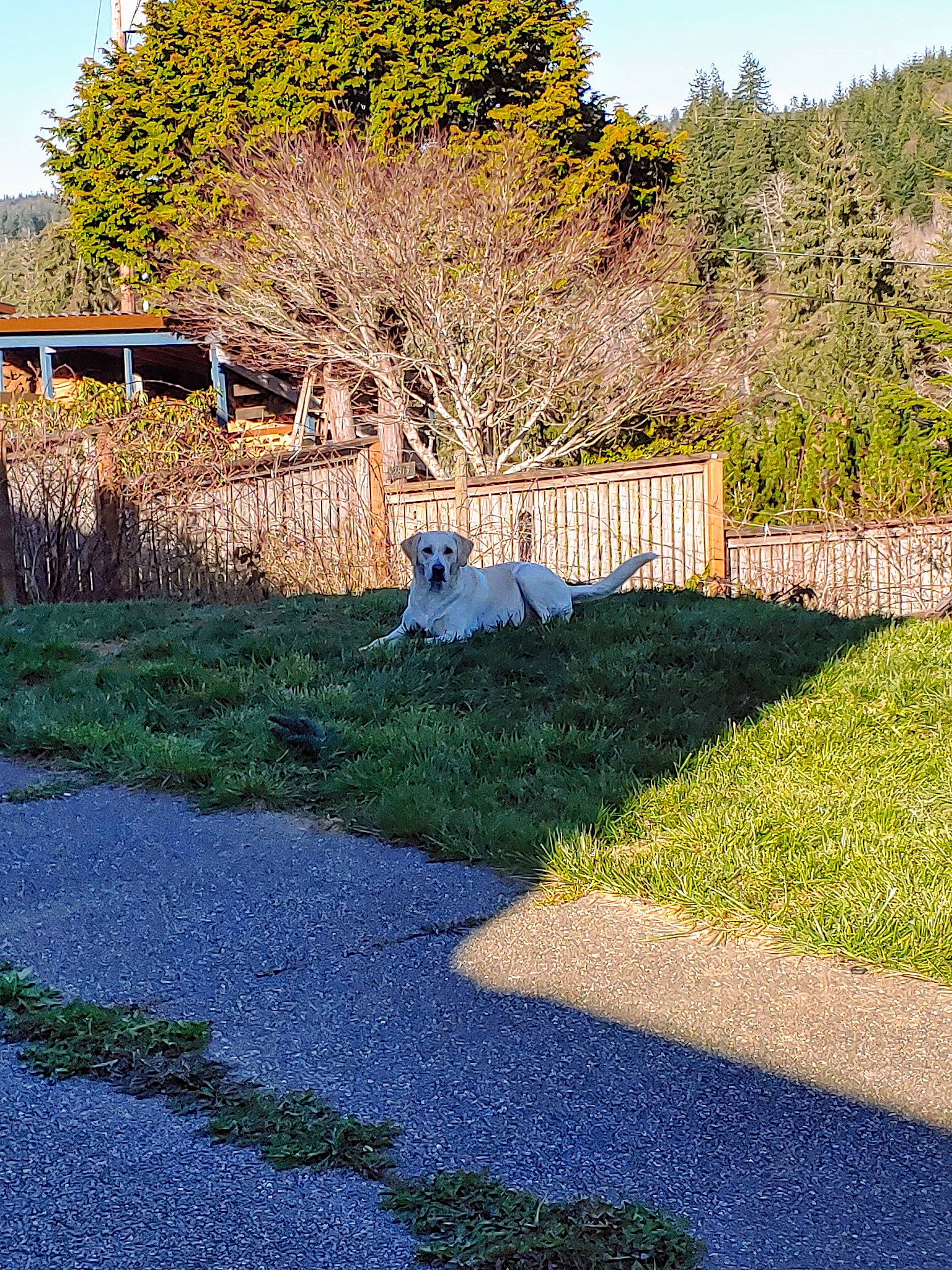 Rubel is registered to the contest to win money with this photo: architecture, botany, garden, grass, grass_family, home, house, landscape, landscaping, lawn, leaf, plant, real_estate, rural_area, shadow, shrub, spring, tree, woody_plant, yard