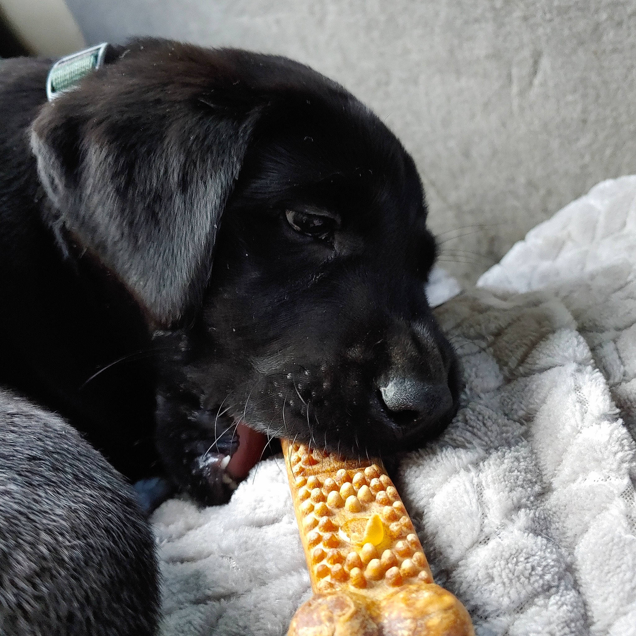 Ace is registered to the contest to win money with this photo: beagador, borador, canidae, carnivore, companion_dog, dog, dog_breed, flat_coated_retriever, labrador_retriever, patterdale_terrier, puppy, puppy_love, retriever, snout, sporting_group