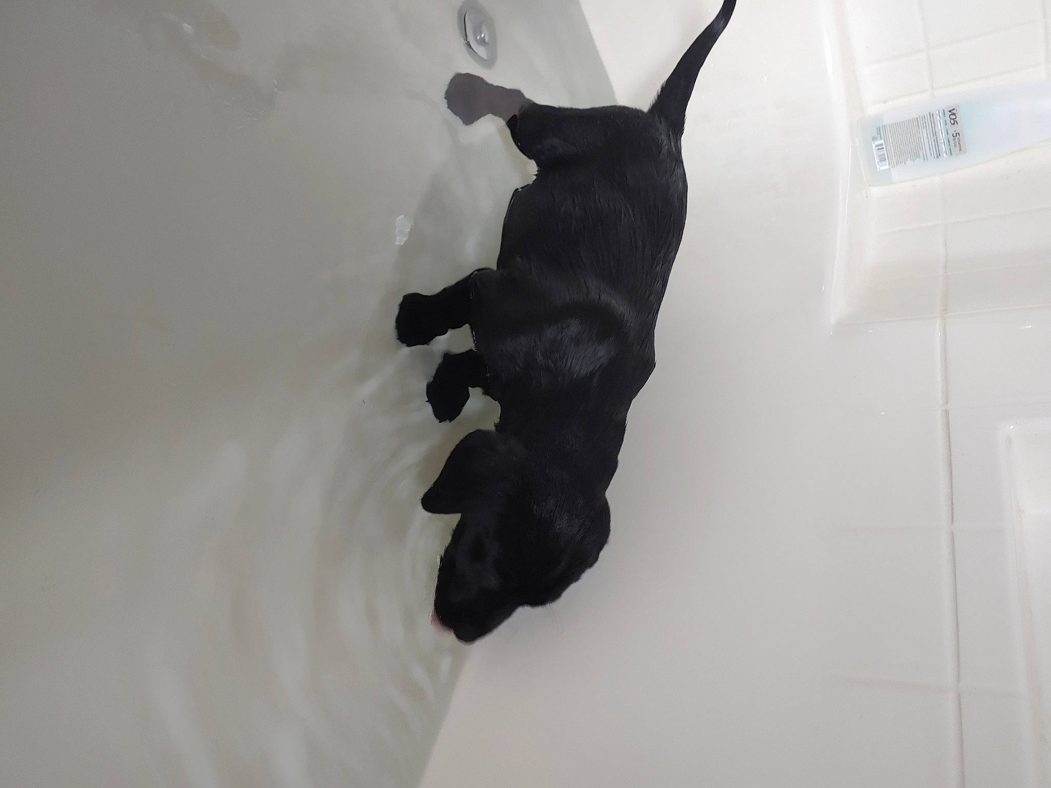 Ace joined the competition — help win amazing prizes! black, tail, white