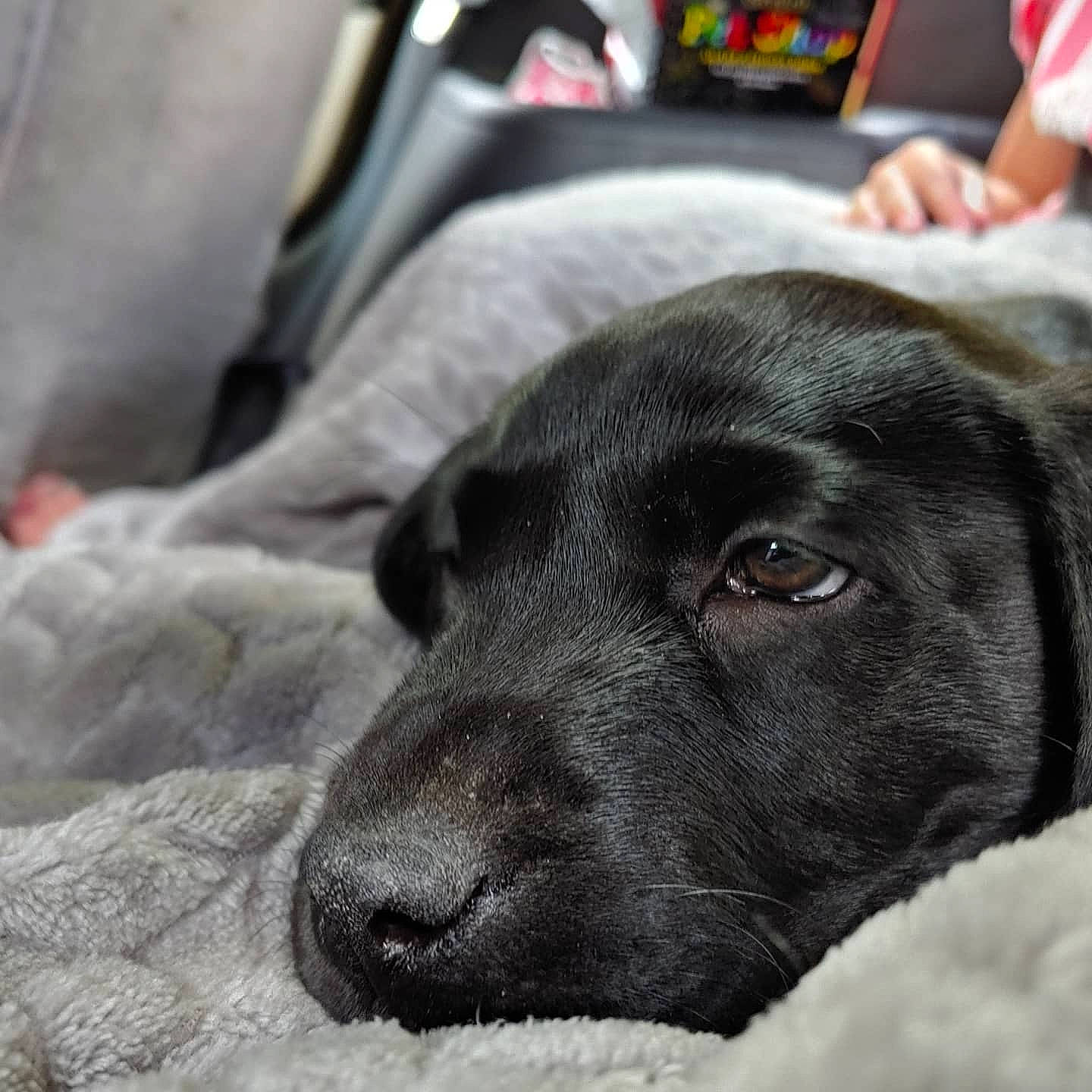 Ace joined the competition — help win amazing prizes! beagador, canidae, carnivore, dog, dog_breed, ear, labrador_retriever, mammal, nose, puppy, retriever, snout, sporting_group, vertebrate, whiskers