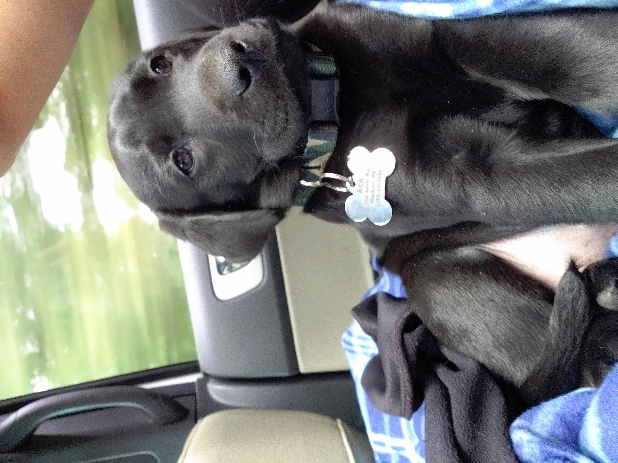 Ace joined the competition — help win amazing prizes! auto_part, canidae, car_seat, carnivore, dog, dog_breed, fawn, great_dane, guard_dog, snout, sporting_group, vehicle