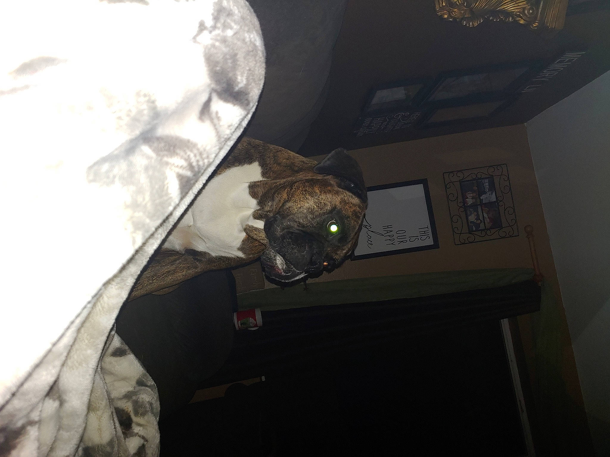 Callie is registered to the contest to win money with this photo: canidae, ear, house