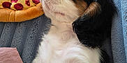 Atome a rejoint le concours — aidez-le/la à gagner de superbes lots ! puppy, dog, sleeping, blanket, toy, pizza_toy, red_ball, rope_toy, furry, cute, pet, relaxed, indoor, cozy, black_and_white, fur, animal, resting, soft, closeup