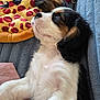 puppy, dog, sleeping, blanket, toy, pizza_toy, red_ball, rope_toy, furry, cute, pet, relaxed, indoor, cozy, black_and_white, fur, animal, resting, soft, closeup