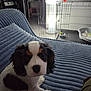 Atome participe au concours pour gagner de l'argent avec cette photo : puppy, dog, pet, indoor, blanket, blue, furniture, lamp, cage, floor, bowl, cozy, cute, young, fur, black_and_white, brown, eyes, looking_up, home