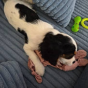 Atome a rejoint le concours — aidez-le/la à gagner de superbes lots ! puppy, dog, black_and_white, couch, blue, toy, fabric, paw, pet, indoor, cute, soft, relaxing, playful, animal, resting, colorful, closeup, furniture, texture