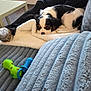 Atome a rejoint le concours — aidez-le/la à gagner de superbes lots ! puppy, dog, blanket, couch, toy, person, leg, sock, black_pants, white_fur, black_fur, brown_fur, indoor, floor, table, relaxing, cozy, resting, soft_texture, home