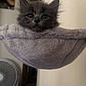 kitten, gray_cat, pet_hammock, plush, indoor, cozy, curious, wide_eyes, cat_face, furniture, fan, portrait, wall, soft_texture, pet_bed, cute, small_animal, animal, domestic_cat, fluffy
