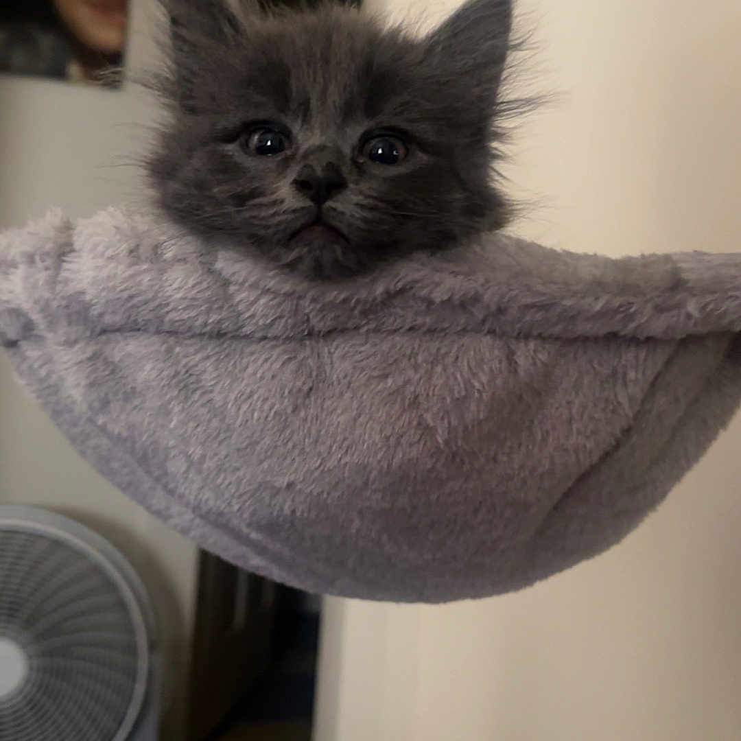 Charleigh is registered to the contest to win money with this photo: kitten, gray_cat, pet_hammock, plush, indoor, cozy, curious, wide_eyes, cat_face, furniture, fan, portrait, wall, soft_texture, pet_bed, cute, small_animal, animal, domestic_cat, fluffy