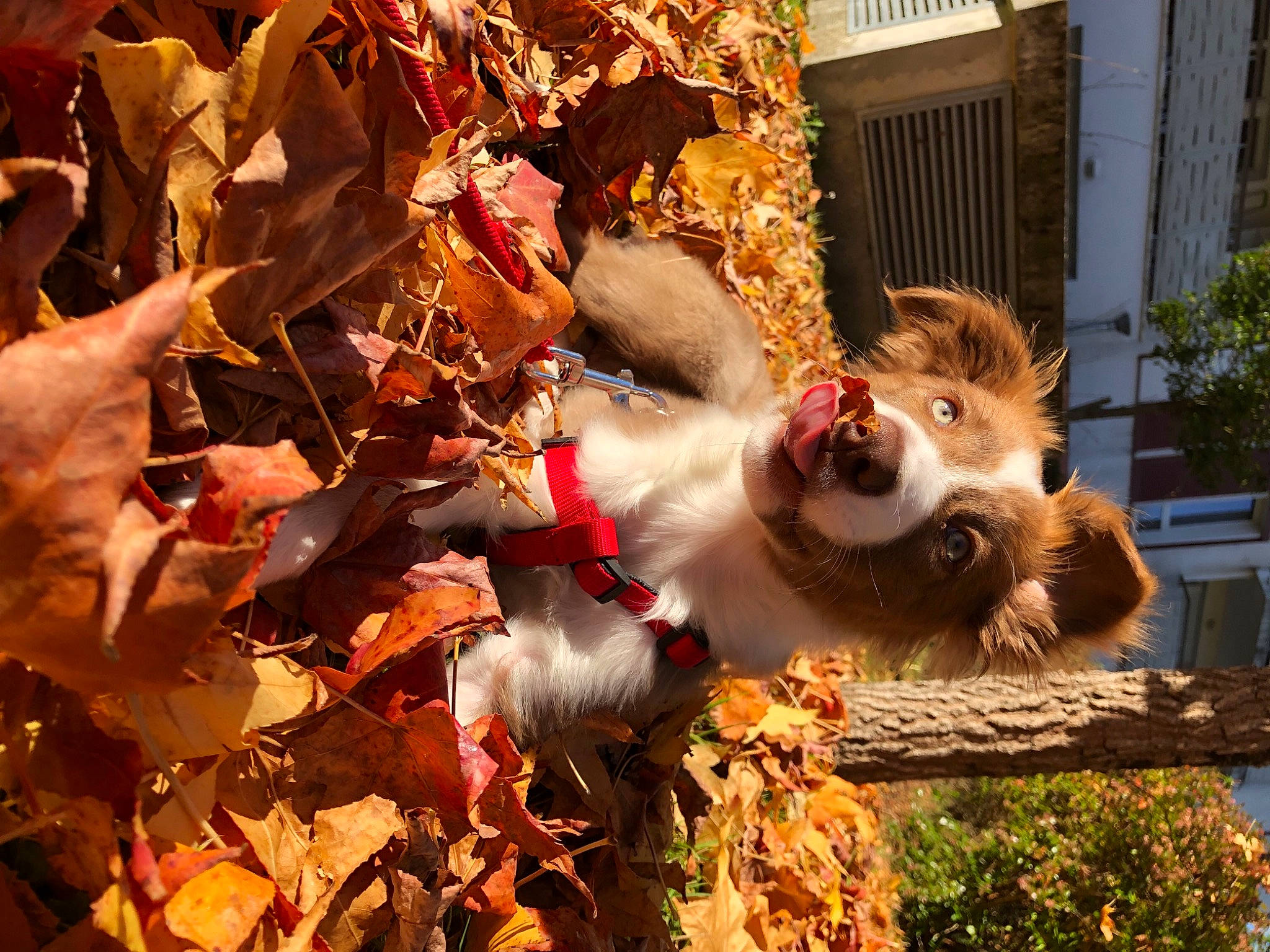 Billie a rejoint le concours — aidez-le/la à gagner de superbes lots ! autumn, big_cats, canidae, companion_dog, deciduous, dog_breed, event, fawn, felidae, fur, grass, holiday, mask, orange, plant, sporting_group, toy, tree, twig, whiskers