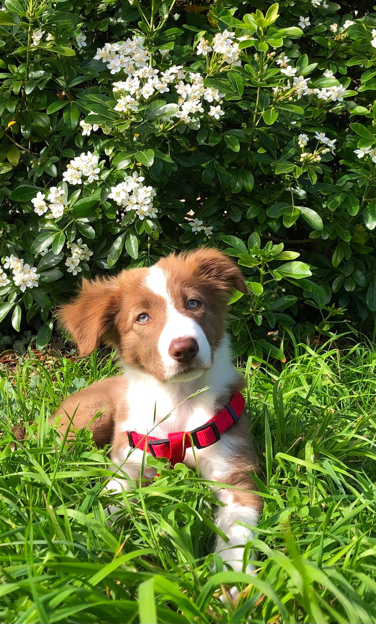 Billie a rejoint le concours — aidez-le/la à gagner de superbes lots ! ball, brittany, canidae, carnivore, companion_dog, dog, dog_breed, fawn, flower, grass, groundcover, gun_dog, liver, plant, pointing_breed, snout, spaniel, sporting_group, tail, tree