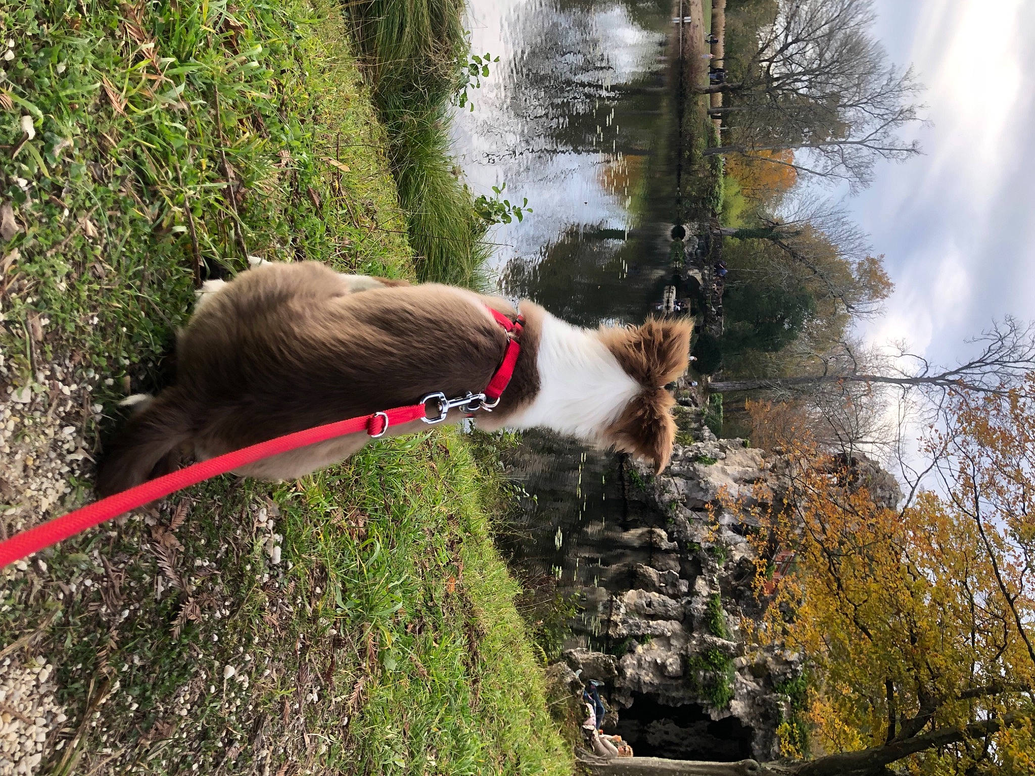 Billie participe au concours pour gagner de l'argent avec cette photo : biome, carnivore, collar, dog, dog_breed, dog_collar, fawn, grass, pet_supply, plant, sky, slope, sporting_group, tail, terrestrial_plant, tree, trunk, twig, water, working_animal