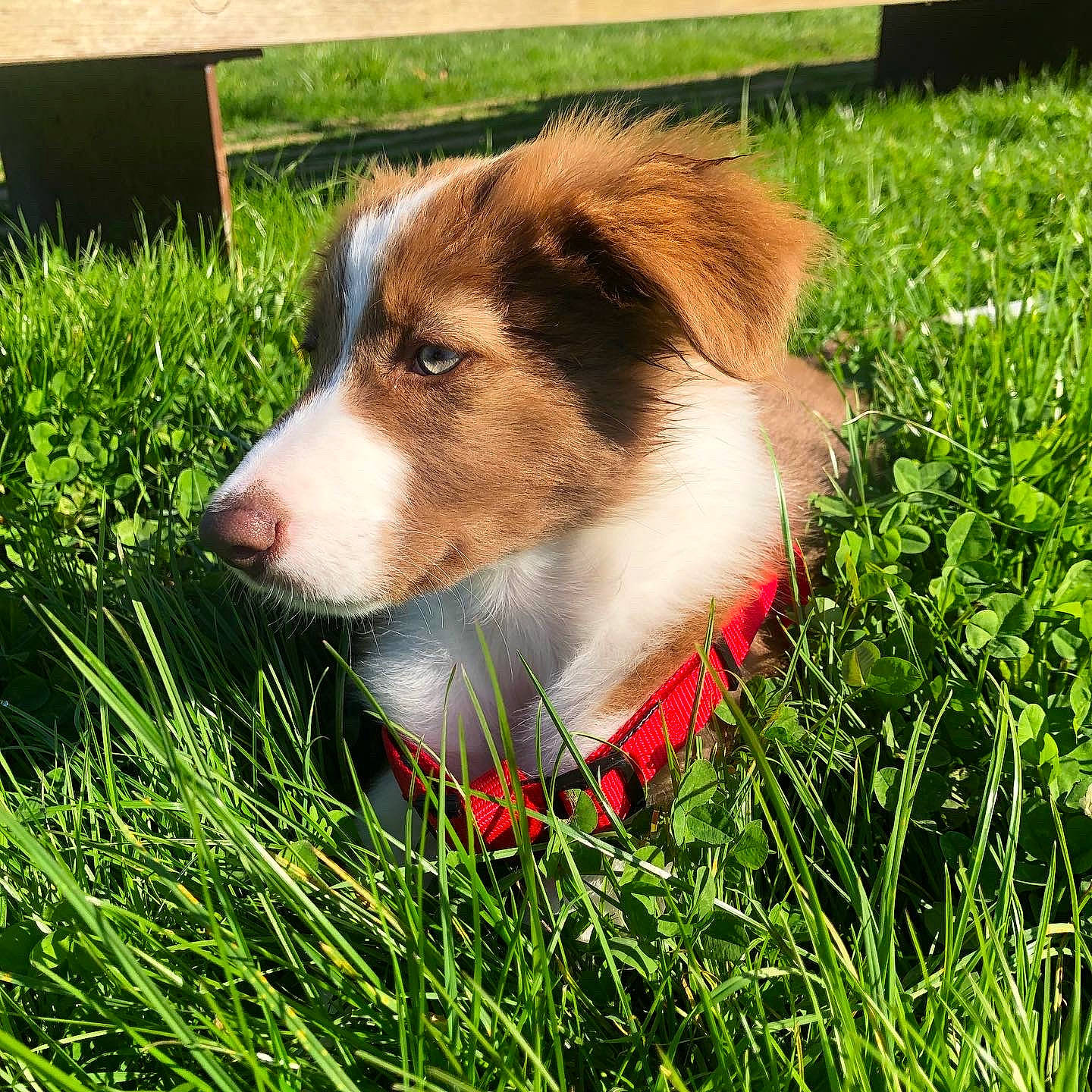 Billie a rejoint le concours — aidez-le/la à gagner de superbes lots ! ancient_dog_breeds, canidae, carnivore, companion_dog, dog, dog_breed, fur, grass, grassland, herding_dog, people_in_nature, plant, scotch_collie, sedge_family, snout, sporting_group, terrestrial_animal, whiskers, working_dog