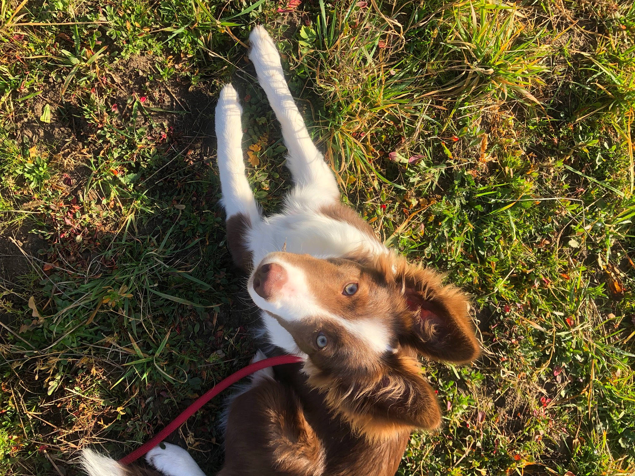 Billie participe au concours pour gagner de l'argent avec cette photo : canidae, carnivore, dog_breed, fawn, felidae, fur, goats, grass, lemur, paw, plant, recreation, small_to_medium_sized_cats, snout, sporting_group, tail, terrestrial_animal, wallaby, whiskers, working_animal