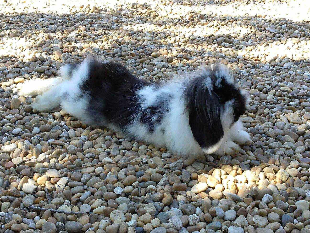 Pepitte