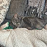 animal, blanket, cat, comfort, couch, cozy, feline, fur, gray, home, indoor, pattern, paw, pet, pillow, resting, sleepy, soft, tabby_cat, throw_blanket