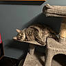 Lily is registered to the contest to win money with this photo: cat, tabby, cat_tree, indoor, lounge, furniture, pet, animal, carpeted, wide_eyes, curious, sideways, vintage_lunchbox, jaws, blue_wall, wood, shelf, relaxed, domestic_cat, whiskers