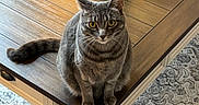 Lily is registered to the contest to win money with this photo: cat, grey_tabby, yellow_eyes, wooden_table, vase, indoor, carpet, curious, pet, feline, sitting, fur, domestic_animal, table_leg, patterned_rug, home_interior, natural_light, close_up, looking_at_camera, cozy