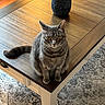 cat, grey_tabby, yellow_eyes, wooden_table, vase, indoor, carpet, curious, pet, feline, sitting, fur, domestic_animal, table_leg, patterned_rug, home_interior, natural_light, close_up, looking_at_camera, cozy