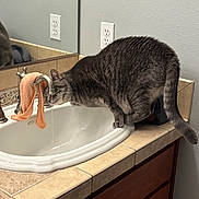 Lily is registered to the contest to win money with this photo: animal, bathroom, cat, countertop, curious, domestic, drinking, faucet, fur, gray_tabby, household, indoor, mirror, pet, reflection, sink, tile, towel, water, whiskers
