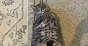 Lily joined the competition — help win amazing prizes! animal, carpet, cat, curled_paws, cute, domestic_animal, feline, floor, fur, gray_cat, indoor, lying_down, mammal, pet, playful, relaxed, rug, tabby, whiskers, wide_eyes