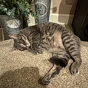 Lily joined the competition — help win amazing prizes! cat, tabby, carpet, indoor, plant, metal_pot, greenery, relaxed, feline, pet, home, cozy, fur, striped, animal, laying_down, eyes_open, floor, decor, shadow