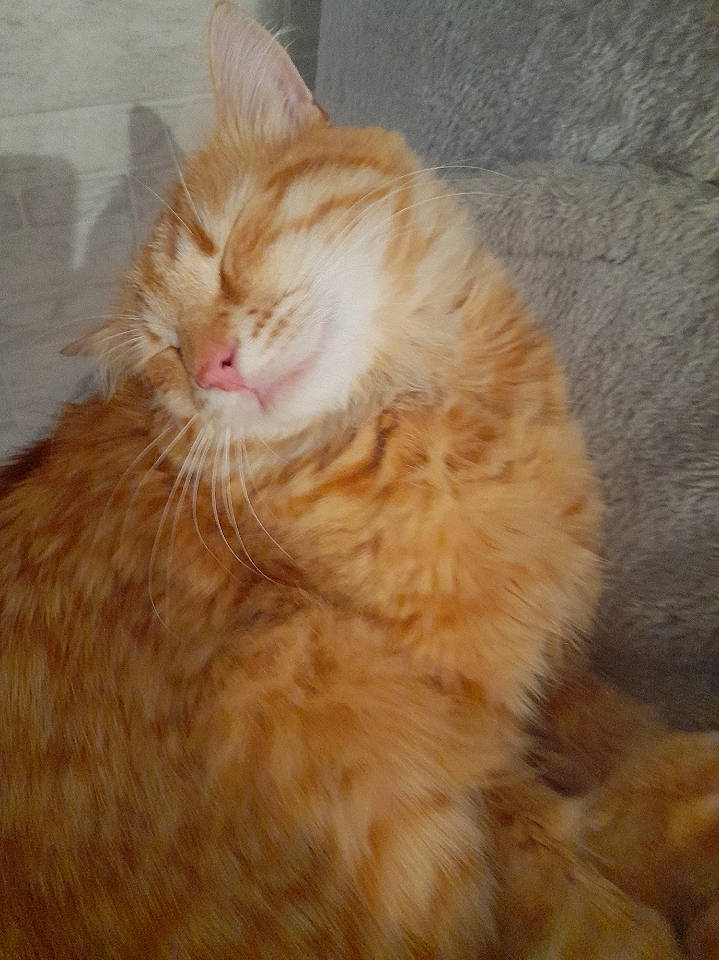 Tinouche