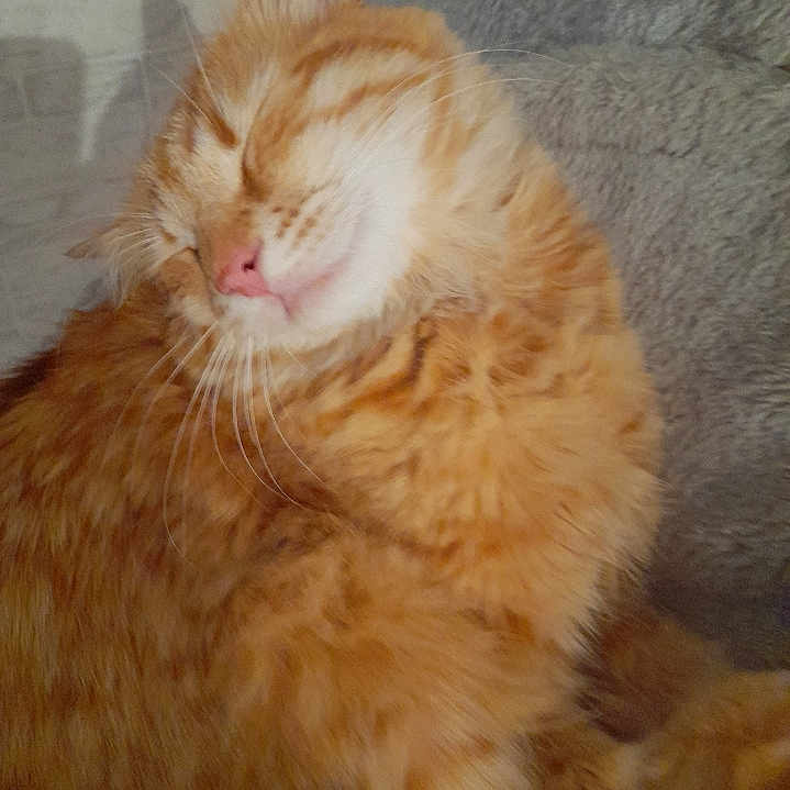 Tinouche