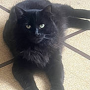 Batman participe au concours pour gagner de l'argent avec cette photo : cat, black_cat, fluffy, long_hair, green_eyes, pet, animal, feline, sitting, lying_down, indoors, tile_floor, sunlight, tail, whiskers, ears, fur, portrait, home, cute