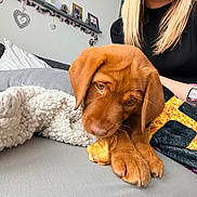 Poppy is registered to the contest to win money with this photo: animal, bed, black_shirt, blanket, brown_dog, chewing, cozy, cute, dog, fur, home, human_arm, indoor, person, pet, pillow, puppy, relaxation, resting, watch