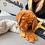 animal, bed, black_shirt, blanket, brown_dog, chewing, cozy, cute, dog, fur, home, human_arm, indoor, person, pet, pillow, puppy, relaxation, resting, watch