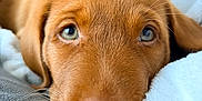 Poppy is registered to the contest to win money with this photo: animal, blanket, brown_fur, close_up, cozy, cute, dog, domestic_animal, face, fur, indoors, lying_down, nose, pet, puppy, resting, sleepy, soft_texture, whiskers, young_dog