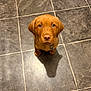 Poppy joined the competition — help win amazing prizes! adorable, animal, brown, collar, cute, dog, domestic_animal, flooring, fur, indoor, looking_up, pet, pet_accessory, pink_slippers, puppy, shadow, sitting, small_dog, tile_floor, young_dog