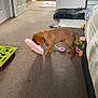 Poppy is registered to the contest to win money with this photo: brown_dog, carpet, chew_toy, collar, dog, door, floor, green, home, indoor, mat, orange, pet, pink, playful, puppy, slipper, toy, white, yellow