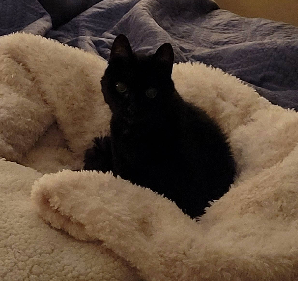 Peezum is registered to the contest to win money with this photo: bed, bedding, black_cat, canidae, carnivore, cat, cat_bed, cat_supply, comfort, dog_breed, felidae, fur, grey, linens, nap, small_to_medium_sized_cats, snout, tail, whiskers, working_animal