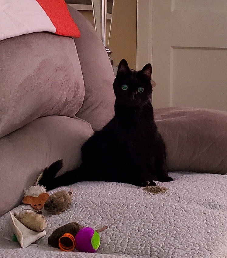 Peezum is registered to the contest to win money with this photo: black_cat, carnivore, cat, comfort, couch, domestic_short_haired_cat, felidae, floor, flooring, foot, fur, grey, human_leg, linens, sitting, small_to_medium_sized_cats, snout, tail, textile, whiskers