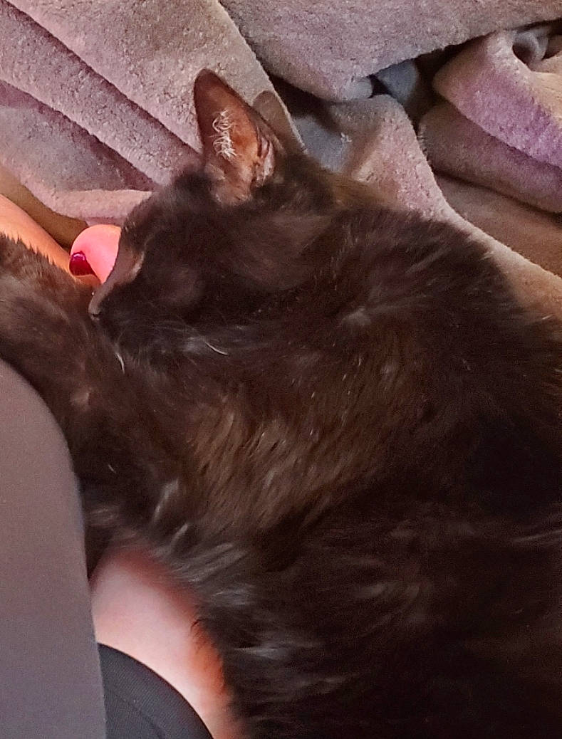 Peezum joined the competition — help win amazing prizes! black_cat, carnivore, cat, cloud, comfort, companion_dog, dog_breed, domestic_short_haired_cat, ear, felidae, foot, fur, gesture, human_leg, liver, nail, paw, small_to_medium_sized_cats, tail, whiskers