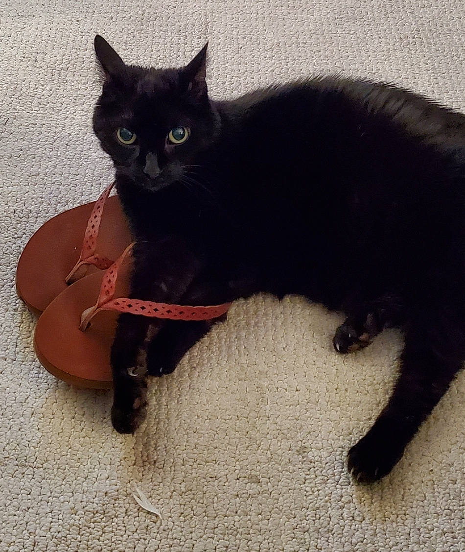 Peezum joined the competition — help win amazing prizes! black_cat, bombay, carnivore, cat, claw, comfort, domestic_short_haired_cat, eye, felidae, foot, fur, havana_brown, leg, paw, sitting, small_to_medium_sized_cats, snout, tail, terrestrial_animal, whiskers