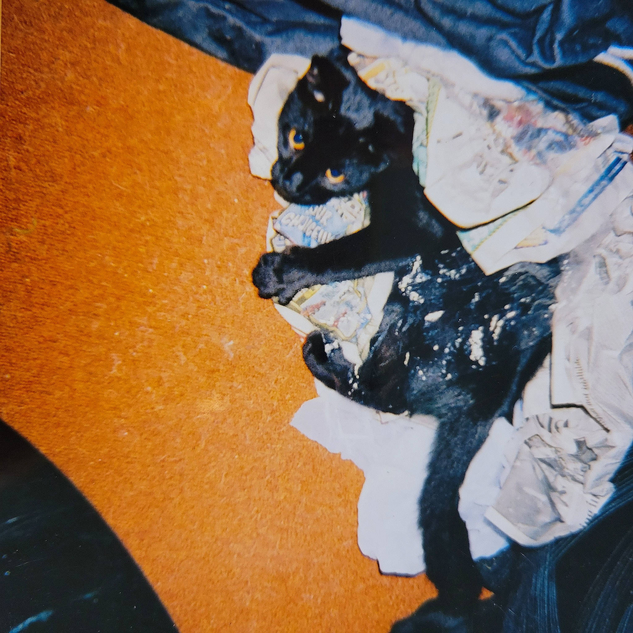 Dinah joined the competition — help win amazing prizes! art, carmine, carnivore, cat, electric_blue, felidae, fur, grey, human_leg, linens, pattern, shadow, sleeve, small_to_medium_sized_cats, sportswear, t_shirt, tail, thigh, tints_and_shades, visual_arts