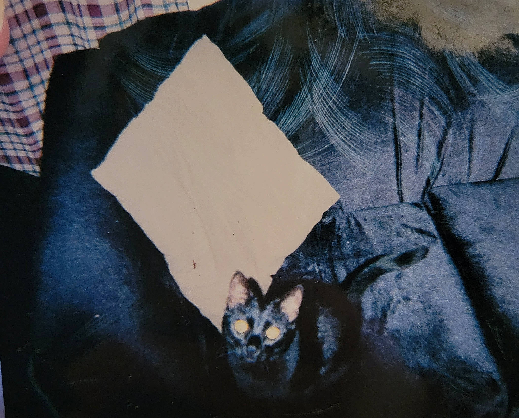 Dinah joined the competition — help win amazing prizes! bedding, carnivore, cat, comfort, couch, denim, domestic_short_haired_cat, electric_blue, felidae, fur, grey, linens, pattern, room, sleeve, small_to_medium_sized_cats, t_shirt, textile, tints_and_shades, whiskers