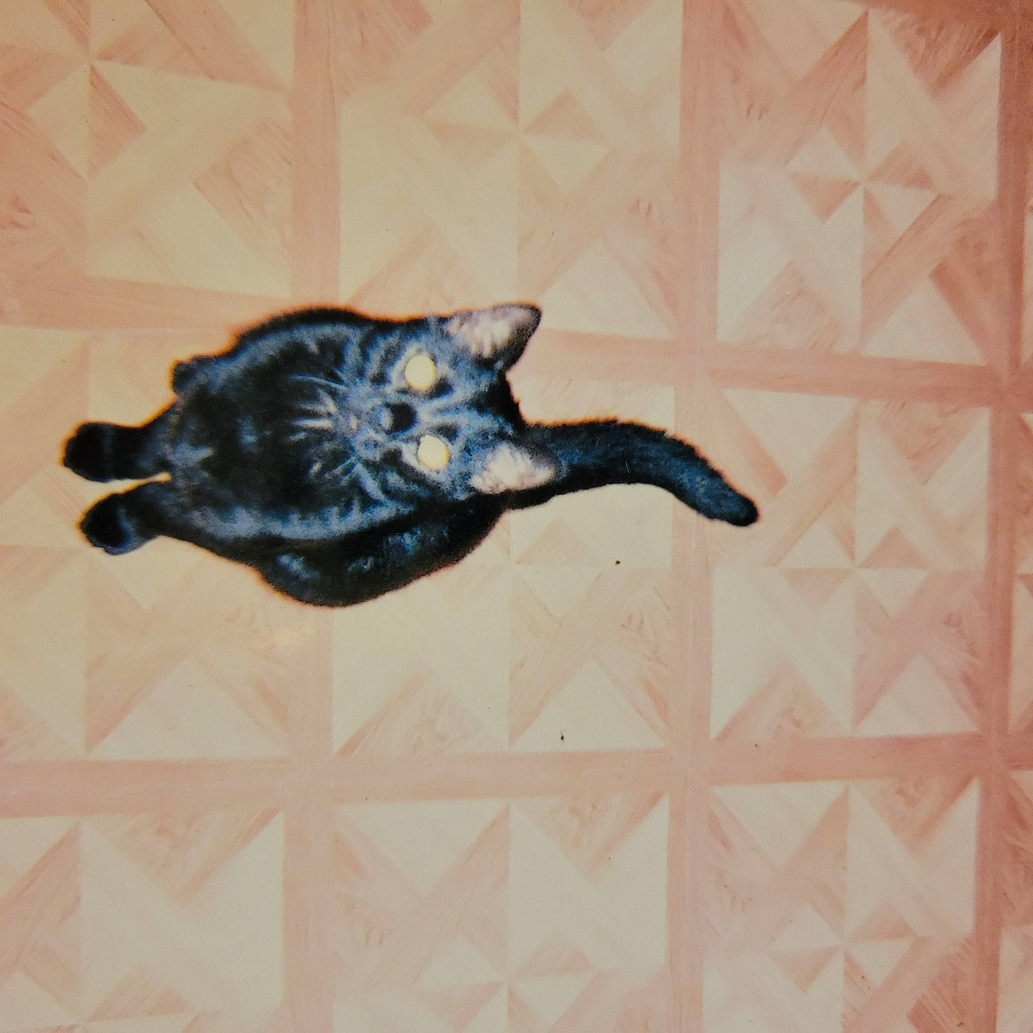 Dinah is registered to the contest to win money with this photo: black_cat, carnivore, cat, claw, dog_breed, domestic_short_haired_cat, door, felidae, flooring, fur, hardwood, pattern, rectangle, small_to_medium_sized_cats, tail, terrestrial_animal, visual_arts, whiskers, wood