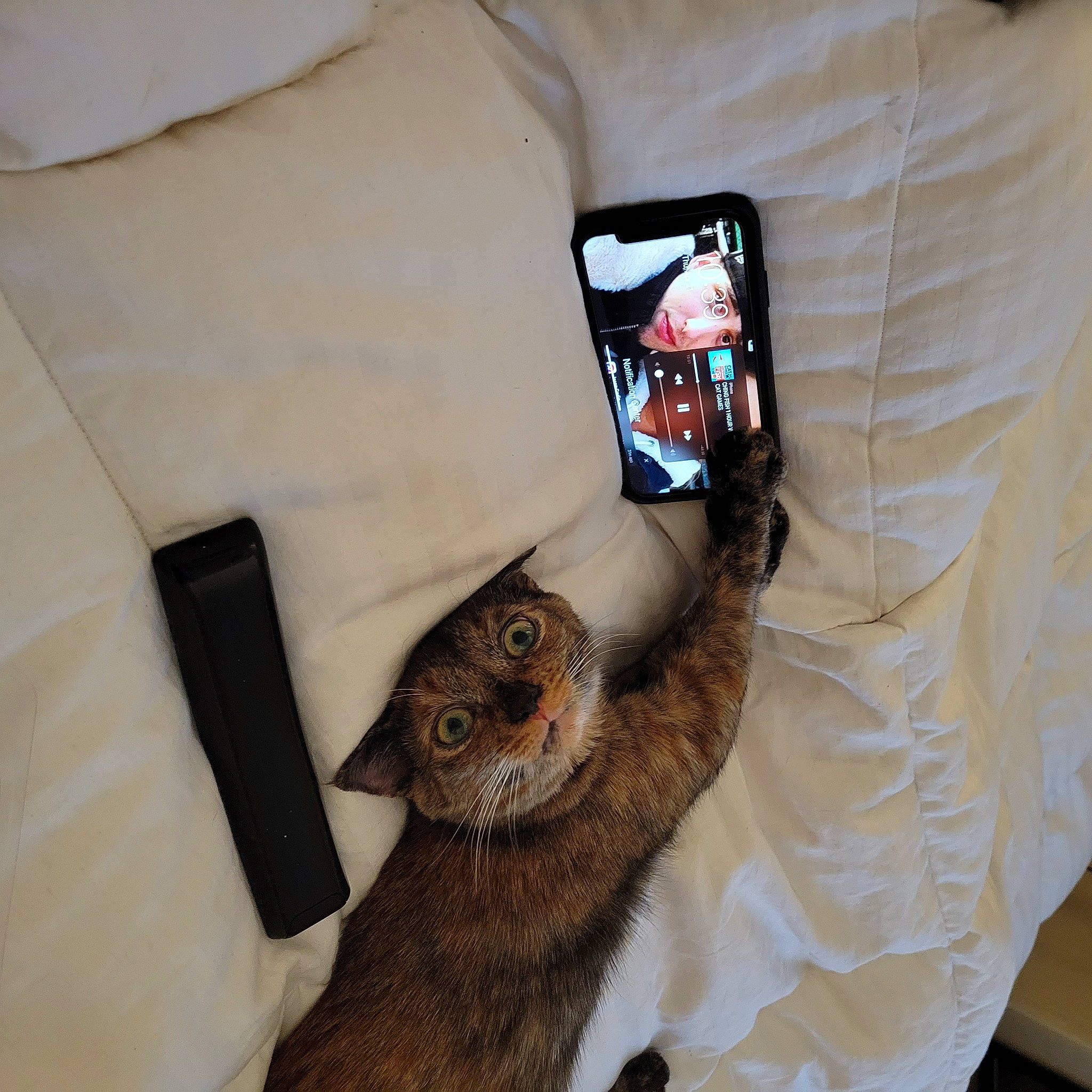 Hailey is registered to the contest to win money with this photo: bag, bird_of_prey, carnivore, collar, comfort, fawn, feather, felidae, fur, gadget, grey, linens, mammal, owl, personal_protective_equipment, room, sleeve, t_shirt, textile, whiskers