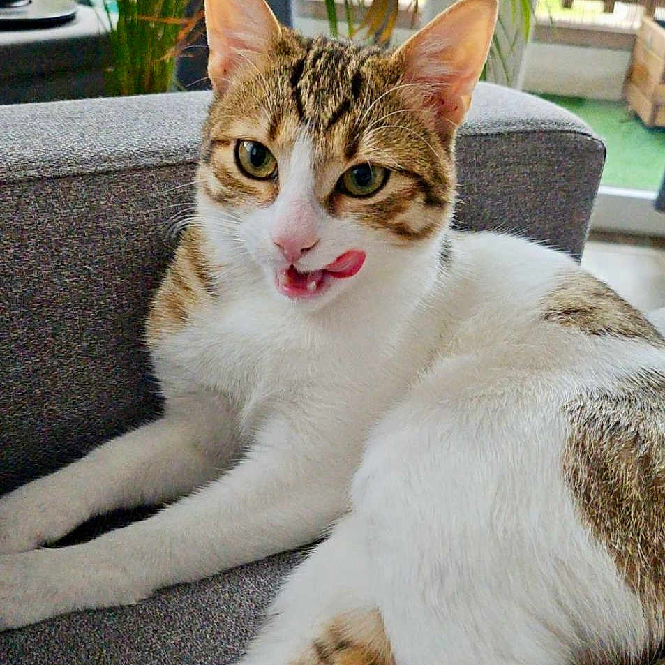 Milo a rejoint le concours — aidez-le/la à gagner de superbes lots ! animal, cat, couch, cozy, cute, domestic, ears, eyes, feline, fur, indoor, nose, pet, plant, relaxed, sitting, tabby, tongue_out, whiskers, white_fur