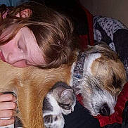 Lilly is registered to the contest to win money with this photo: border_terrier, canidae, carnivore, companion_dog, dog, dog_breed, ear, nap, non_sporting_group, puppy, puppy_love, shih_tzu, sporting_group