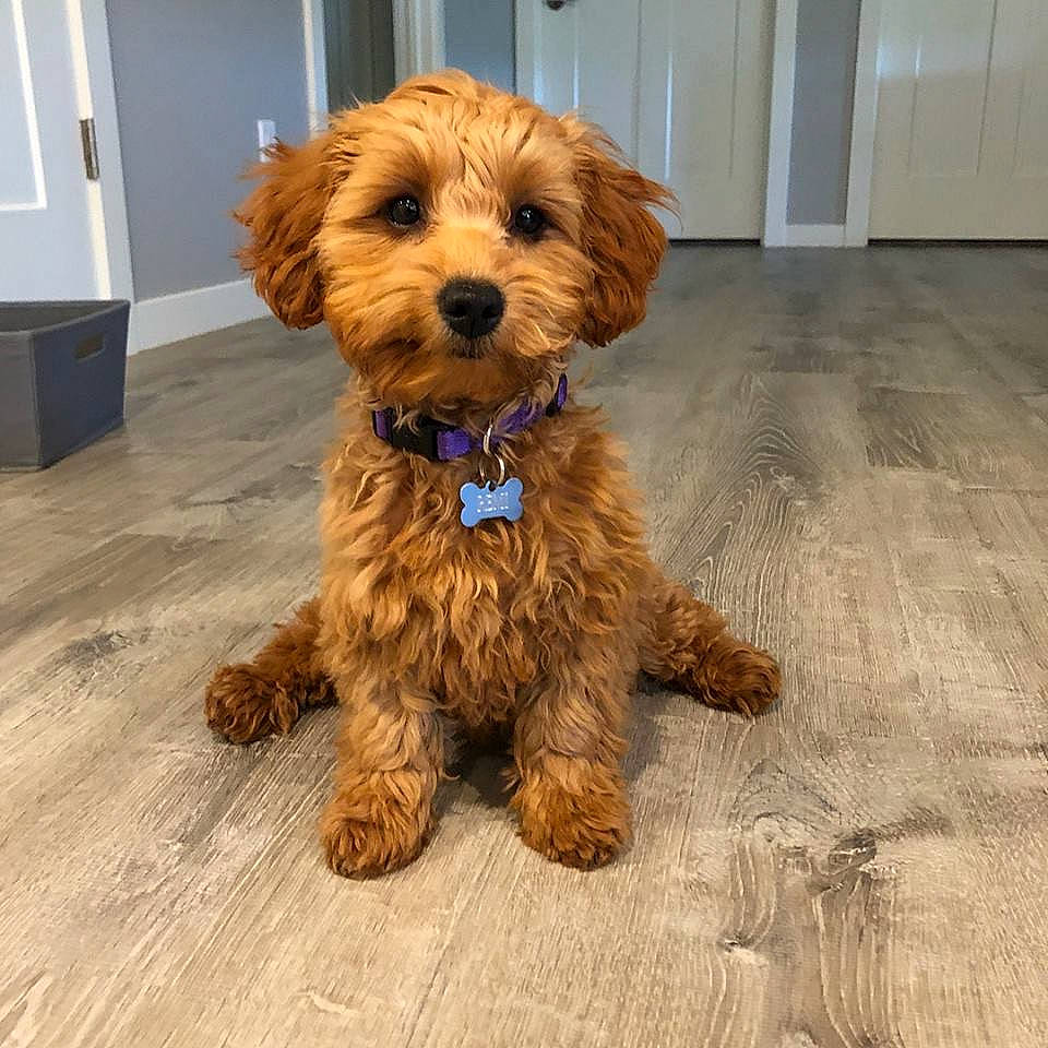 Remi joined the competition — help win amazing prizes! brown, carnivore, companion_dog, dog, dog_breed, floor, flooring, hardwood, laminate_flooring, liver, mammal, small_terrier, snout, sporting_group, terrier, toy_dog, wood, wood_flooring, wood_stain, working_animal