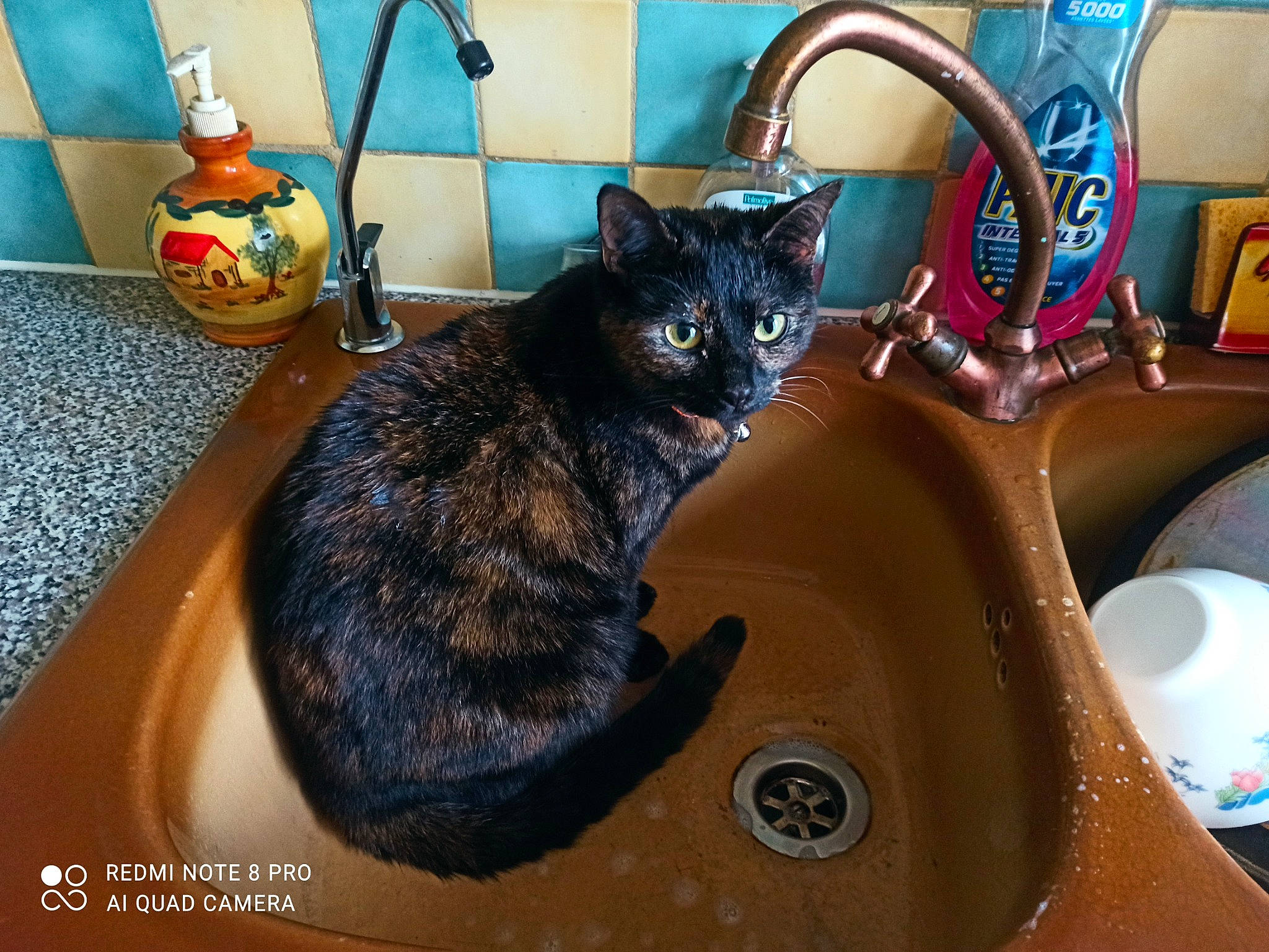 Pika a rejoint le concours — aidez-le/la à gagner de superbes lots ! black_cat, bombay, carnivore, cat, comfort, domestic_short_haired_cat, felidae, flowerpot, fur, houseplant, metal, plumbing, plumbing_fixture, room, sink, small_to_medium_sized_cats, tail, tap, toy, whiskers