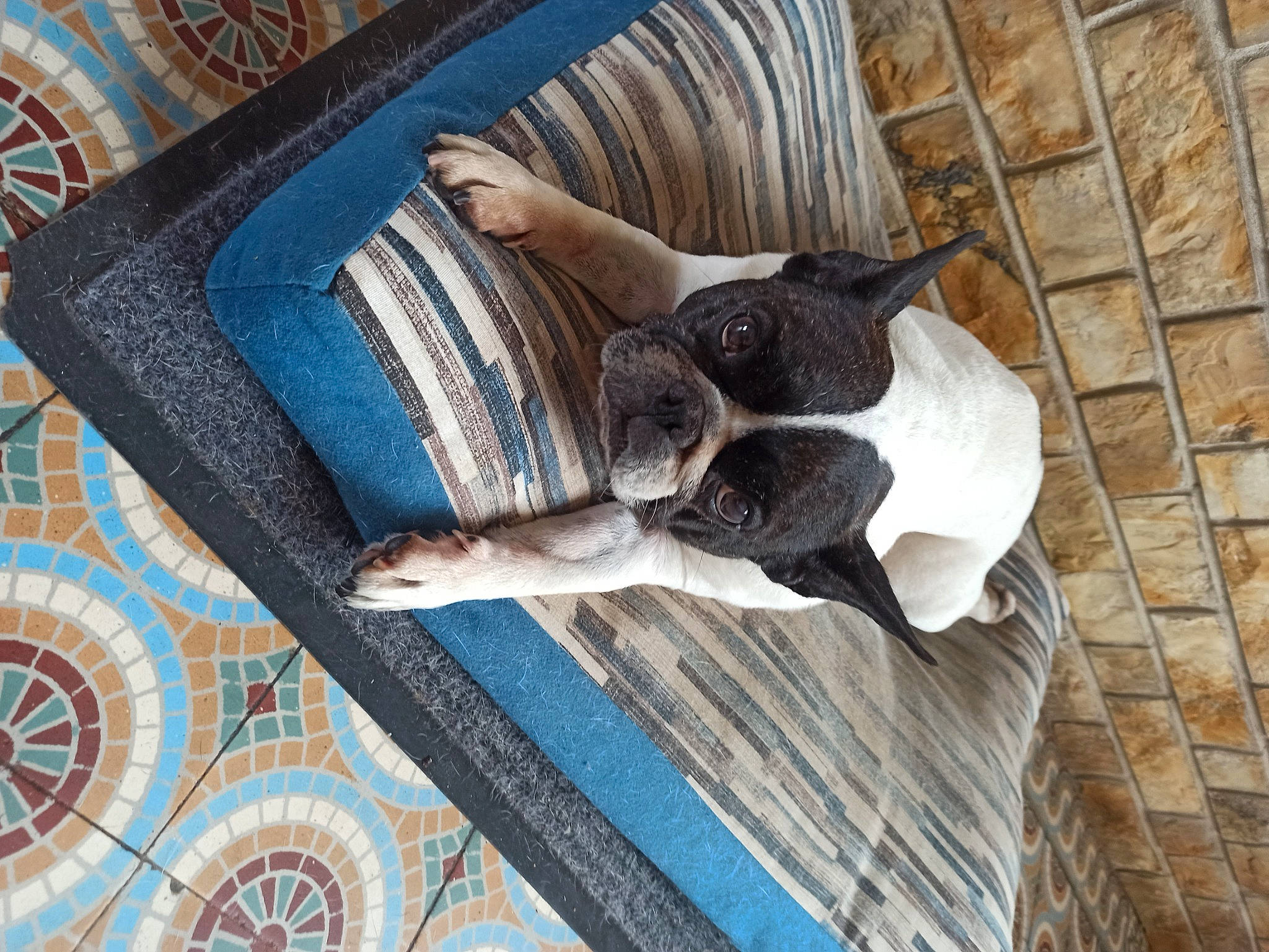 Yochi a rejoint le concours — aidez-le/la à gagner de superbes lots ! architecture, art, blue, carnivore, carpet, chair, comfort, couch, electric_blue, fawn, felidae, flooring, hardwood, linens, pattern, small_to_medium_sized_cats, tail, textile, window, wood