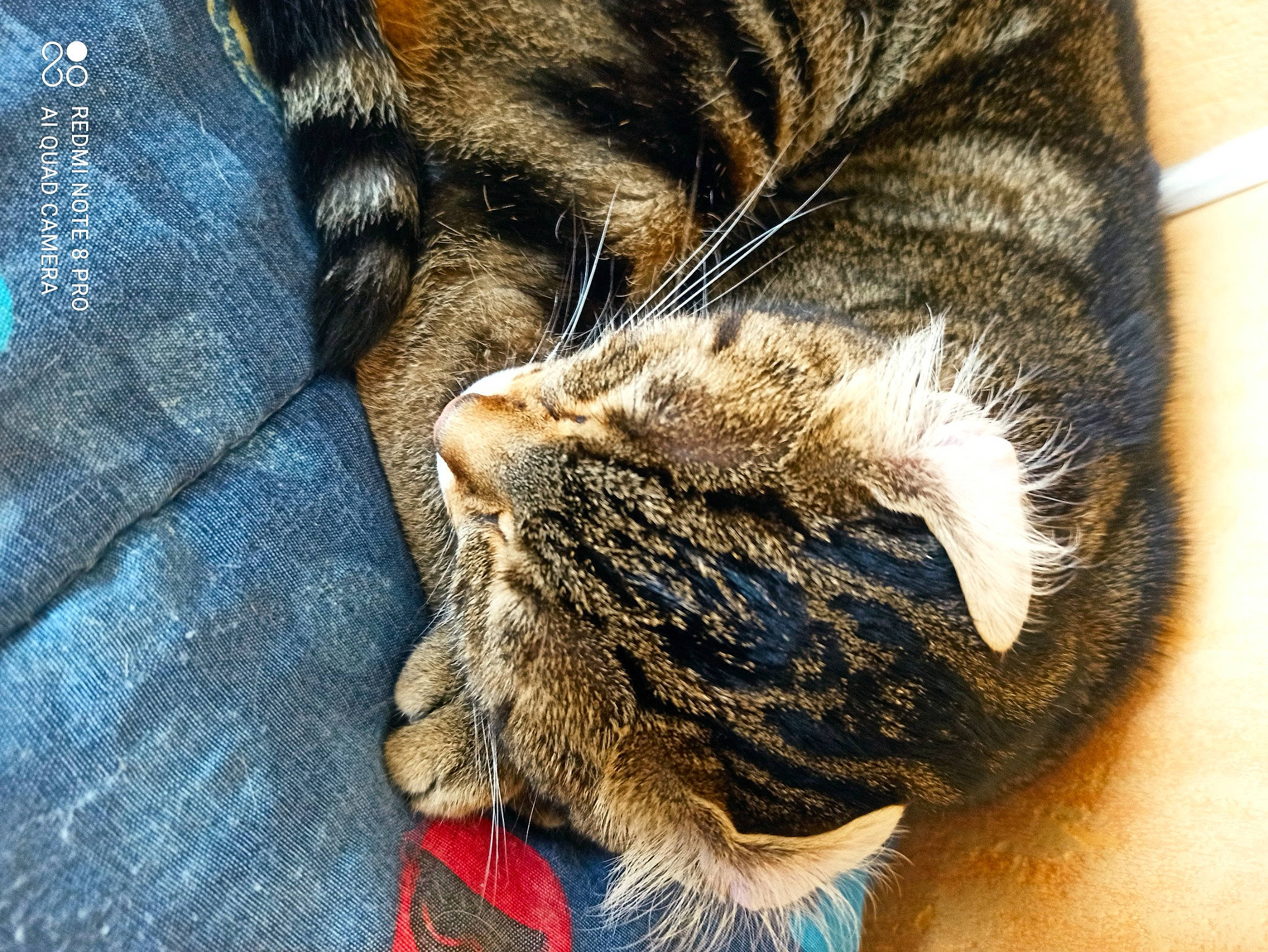 Paprika a rejoint le concours — aidez-le/la à gagner de superbes lots ! carnivore, cat, claw, close_up, comfort, domestic_short_haired_cat, electric_blue, fawn, felidae, fur, gesture, human_leg, pattern, paw, small_to_medium_sized_cats, snout, tail, whiskers, wildlife, wood