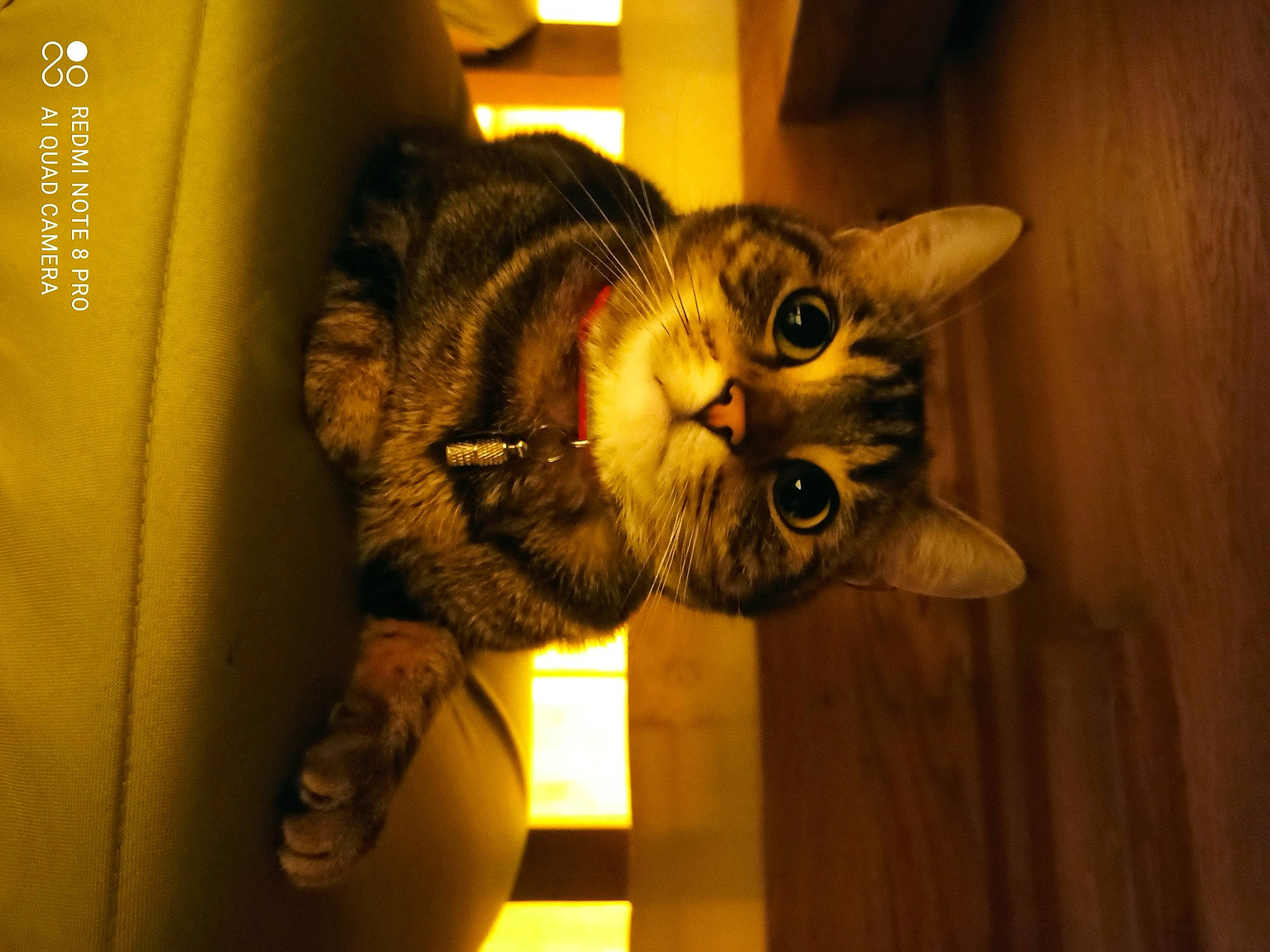 Paprika a rejoint le concours — aidez-le/la à gagner de superbes lots ! bookcase, carnivore, cat, claw, domestic_short_haired_cat, door_handle, ear, eye, felidae, fur, paw, publication, room, small_to_medium_sized_cats, snout, tail, whiskers, wildlife, wood